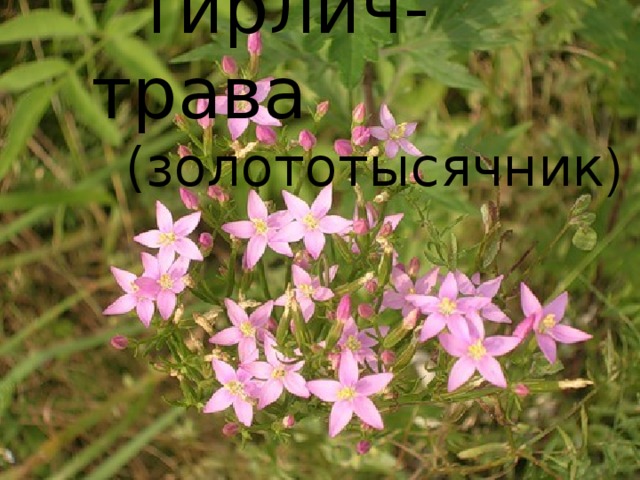 Волшебные травы - Биология - Презентации - 8 класс