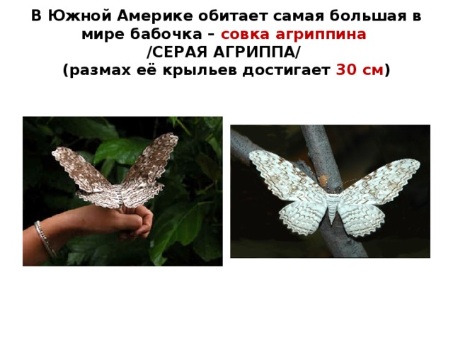 В Южной Америке обитает самая большая в мире бабочка – совка агриппина  /СЕРАЯ АГРИППА/  (размах её крыльев достигает 30 см ) 