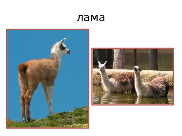 лама 
