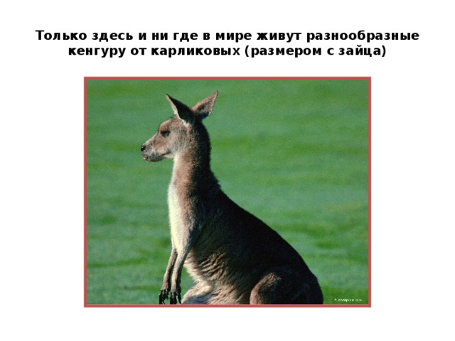 Только здесь и ни где в мире живут разнообразные кенгуру от карликовых (размером с зайца) 