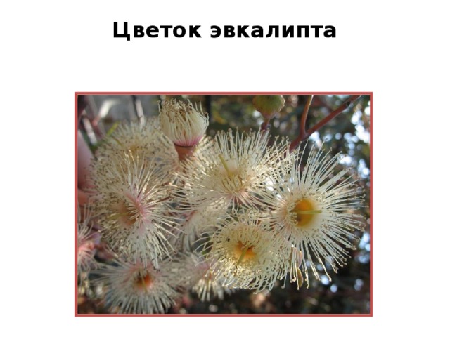 Цветок эвкалипта   