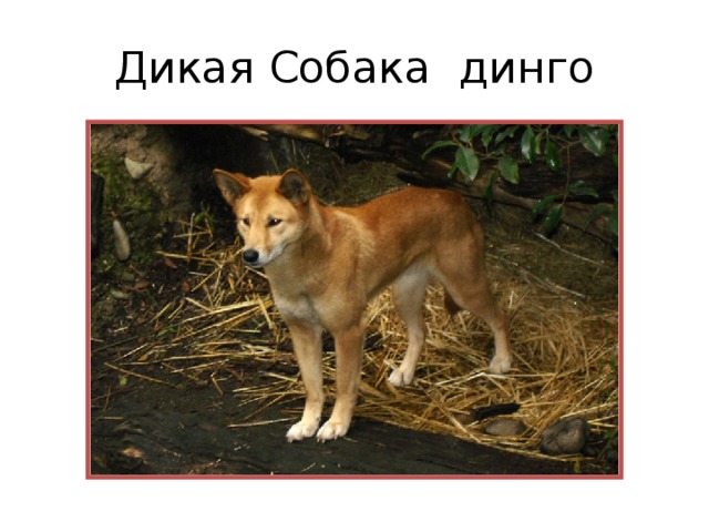 Дикая Собака динго 