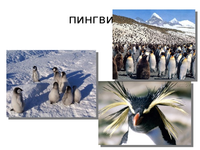 пингвины 