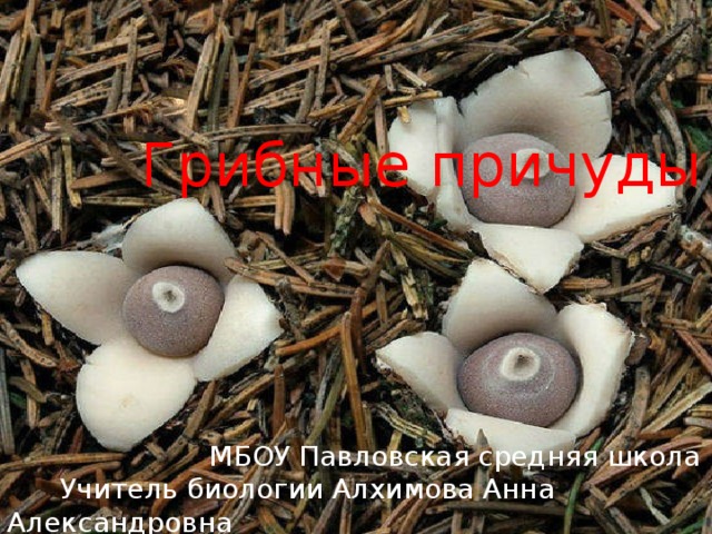 Грибные причуды  МБОУ Павловская средняя школа  Учитель биологии Алхимова Анна Александровна 