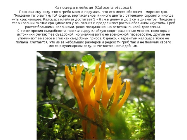 Калоцера клейкая (Calocera viscosa):  По внешнему виду этого гриба можно подумать, что его место обитания – морское дно. Плодовое тело вытянутой формы, вертикальное, яичного цвета с оттенками охрового, иногда чуть краснеющее. Калоцера клейкая достигает 5 – 6 см в длину и до 1 см в диаметре. Плодовые тела колонии охотно сращиваются у основания и продолжают расти небольшим «кустом». Гриб растет большими колониями, реже поодиночке, на остатках гнилой древесины.  С точки зрения съедобности, про калоцеру клейкую ходят различные мнения, некоторые источники считают ее съедобной, но умалчивают о ее возможной переработке, другие не упоминают ее вовсе в списках съедобных грибов. Однако, к ядовитым калоцера тоже не попала. Считается, что из за небольших размеров и редкости гриб так и не получил своего места в кулинарном ряду, и считается несъедобным. 