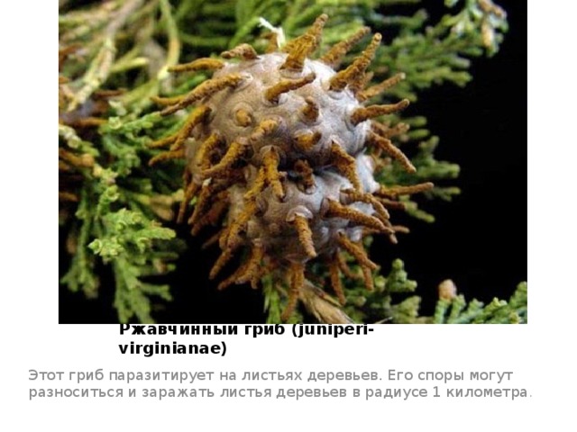 Ржавчинный гриб (juniperi-virginianae) Этот гриб паразитирует на листьях деревьев. Его споры могут разноситься и заражать листья деревьев в радиусе 1 километра . 