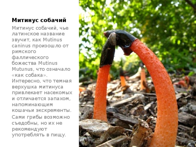 Митинус собачий   Митинус собачий, чье латинское название звучит, как Mutinus caninus произошло от римского фаллического божества Mutinus Mutunus, что означало «как собака». Интересно, что темная верхушка митинуса привлекает насекомых и отличается запахом, напоминающим кошачьи экскременты. Сами грибы возможно съедобны, но их не рекомендуют употреблять в пищу. 