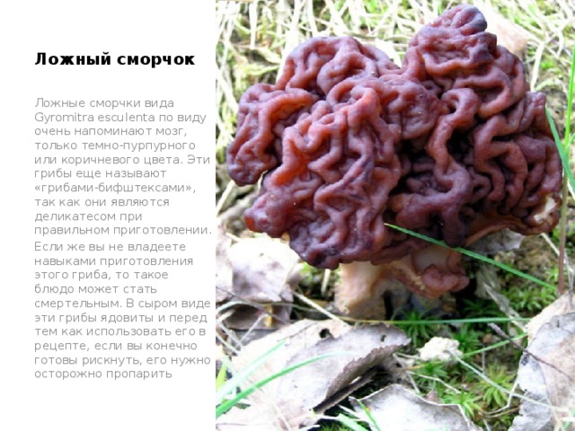 Ложный сморчок   Ложные сморчки вида Gyromitra esculenta по виду очень напоминают мозг, только темно-пурпурного или коричневого цвета. Эти грибы еще называют «грибами-бифштексами», так как они являются деликатесом при правильном приготовлении. Если же вы не владеете навыками приготовления этого гриба, то такое блюдо может стать смертельным. В сыром виде эти грибы ядовиты и перед тем как использовать его в рецепте, если вы конечно готовы рискнуть, его нужно осторожно пропарить 