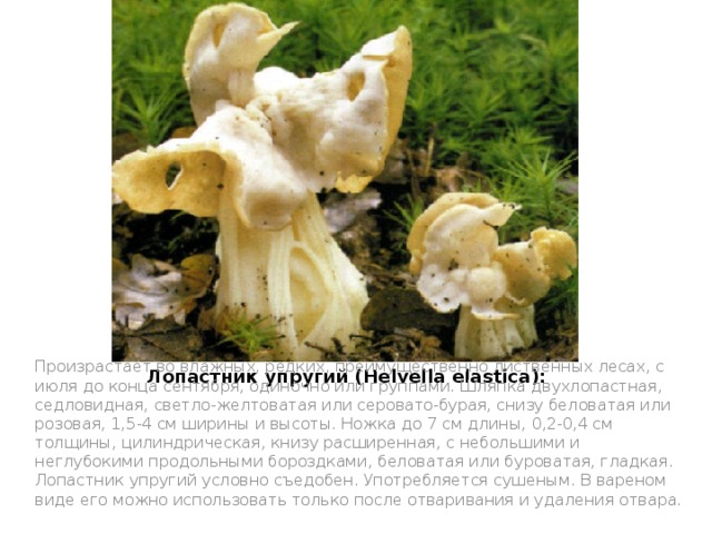 Лопастник упругий (Helvella elastica):   Произрастает во влажных, редких, преимущественно лиственных лесах, с июля до конца сентября, одиночно или группами. Шляпка двухлопастная, седловидная, светло-желтоватая или серовато-бурая, снизу беловатая или розовая, 1,5-4 см ширины и высоты. Ножка до 7 см длины, 0,2-0,4 см толщины, цилиндрическая, книзу расширенная, с небольшими и неглубокими продольными бороздками, беловатая или буроватая, гладкая.  Лопастник упругий условно съедобен. Употребляется сушеным. В вареном виде его можно использовать только после отваривания и удаления отвара. 