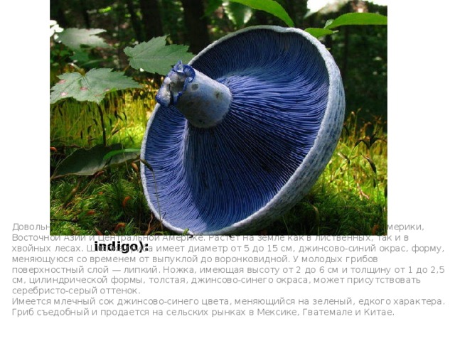 Млечник голубой (Lactarius indigo): Довольно распространенный вид грибов, растет в восточной части Северной Америки, Восточной Азии и Центральной Америке. Растет на земле как в лиственных, так и в хвойных лесах. Шляпка гриба имеет диаметр от 5 до 15 см, джинсово-синий окрас, форму, меняющуюся со временем от выпуклой до воронковидной. У молодых грибов поверхностный слой — липкий. Ножка, имеющая высоту от 2 до 6 см и толщину от 1 до 2,5 см, цилиндрической формы, толстая, джинсово-синего окраса, может присутствовать серебристо-серый оттенок.  Имеется млечный сок джинсово-синего цвета, меняющийся на зеленый, едкого характера. Гриб съедобный и продается на сельских рынках в Мексике, Гватемале и Китае.     