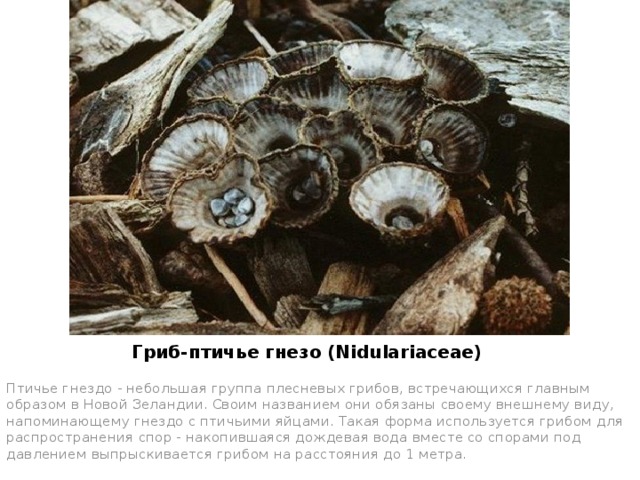 Гриб-птичье гнезо (Nidulariaceae) Птичье гнездо - небольшая группа плесневых грибов, встречающихся главным образом в Новой Зеландии. Своим названием они обязаны своему внешнему виду, напоминающему гнездо с птичьими яйцами. Такая форма используется грибом для распространения спор - накопившаяся дождевая вода вместе со спорами под давлением выпрыскивается грибом на расстояния до 1 метра. 