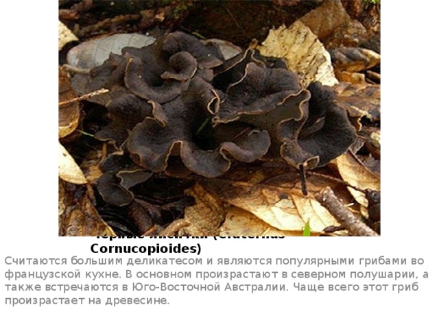 Черные лисички (Craterllus Cornucopioides) Считаются большим деликатесом и являются популярными грибами во французской кухне. В основном произрастают в северном полушарии, а также встречаются в Юго-Восточной Австралии. Чаще всего этот гриб произрастает на древесине. 