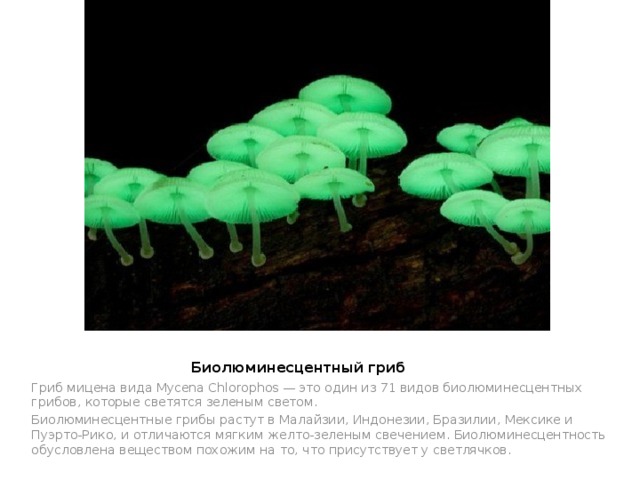 Биолюминесцентный гриб   Гриб мицена вида Mycena Chlorophos — это один из 71 видов биолюминесцентных грибов, которые светятся зеленым светом. Биолюминесцентные грибы растут в Малайзии, Индонезии, Бразилии, Мексике и Пуэрто-Рико, и отличаются мягким желто-зеленым свечением. Биолюминесцентность обусловлена веществом похожим на то, что присутствует у светлячков. 