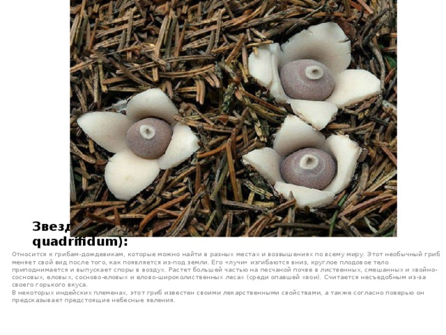 Звездовик четырехлопастный (Geastrum quadrifidum):   Относится к грибам-дождевикам, которые можно найти в разных местах и возвышениях по всему миру. Этот необычный гриб меняет свой вид после того, как появляется из-под земли. Его «лучи» изгибаются вниз, круглое плодовое тело приподнимается и выпускает споры в воздух. Растет большей частью на песчаной почве в лиственных, смешанных и хвойно-сосновых, еловых, сосново-еловых и елово-широколиственных лесах (среди опавшей хвои). Считается несъедобным из-за своего горького вкуса.  В некоторых индейских племенах, этот гриб известен своими лекарственными свойствами, а также согласно поверью он предсказывает предстоящие небесные явления.     