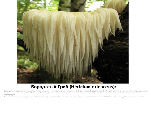 Бородатый Гриб (Hericium erinaceus):   Этот гриб, который похож на лапшу или помпон, известен под многими именами: гриб гривы льва, бородатый гриб-зуб, гриб ежа и т.д. На первый взгляд не вызывает никаких ассоциаций с грибом. Этот съедобный гриб растет как на живых, так и мертвых деревьях, а в приготовленном виде напоминает по цвету и текстуре морепродукт.  Он не только хорош на вкус, но и используется в традиционной китайской медицине, обладая антиоксидантными свойствами и снижая уровень глюкозы в крови.   