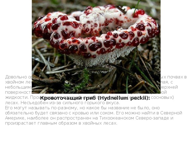 Кровоточащий гриб (Hydnellum peckii):   Довольно оригинальный гриб, которым можно встретить на песчаных почвах в хвойном лесу. Поверхность молодых плодовых тел бархатистая, белая, с небольшими бугорочками, с возрастом становится коричневой. На верхней поверхности молодых экземпляров выступают капли кроваво-красной жидкости. Произрастает осенью на земле в хвойных (еловых и сосновых) лесах. Несъедобен из-за сильного горького вкуса.  Его могут называть по-разному, но какое бы название не было, оно обязательно будет связано с кровью или соком. Его можно найти в Северной Америке, наиболее он распространен на Тихоокеанском Северо-западе и произрастает главным образом в хвойных лесах.         