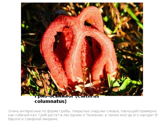 Гриб-осьминог (Clathrus columnatus)   Очень интересные по форме грибы, покрытые снаружи слизью, пахнущей примерно как собачий кал. Гриб растет в Австралии и Тасмании, а также иногда его находят В Европе и Северной Америке. 