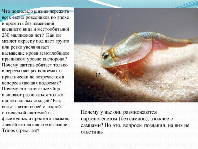 Щитень в волге