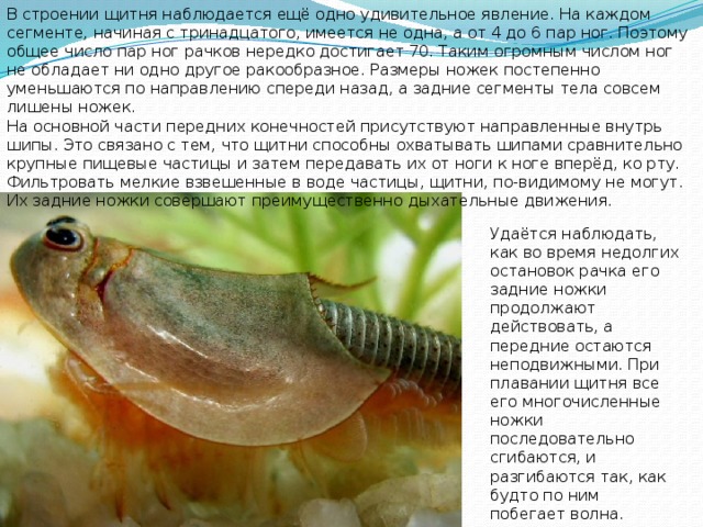 Щитень в волге