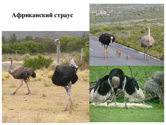 Африканский страус 