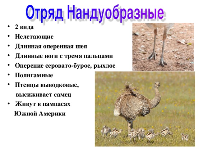 Отряды птиц страусообразные нандуобразные казуарообразные гусеобразные презентация 7 класс
