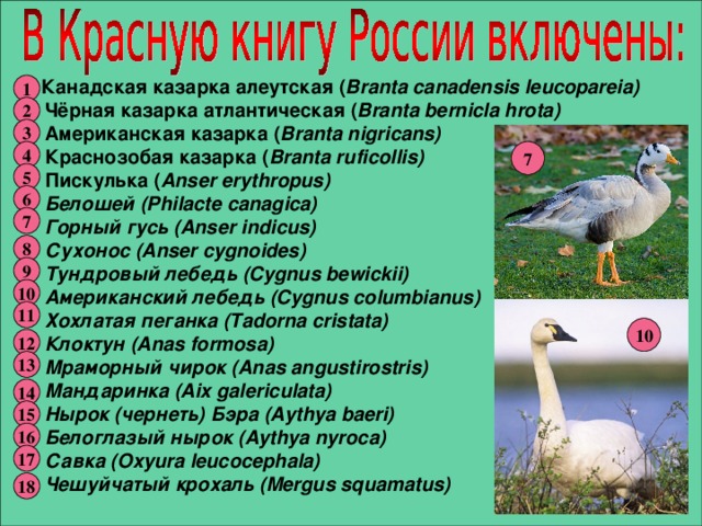  Канадская казарка алеутская ( Branta canadensis leucopareia)  Чёрная казарка атлантическая ( Branta bernicla hrota)  Американская казарка ( Branta nigricans)  Краснозобая казарка ( Branta ruficollis)  Пискулька ( Anser erythropus)  Белошей (Philacte canagica)  Горный гусь (Anser indicus)  Сухонос (Anser cygnoides)  Тундровый лебедь (Cygnus bewickii)  Американский лебедь (Cygnus columbianus)  Хохлатая пеганка (Tadorna cristata)  Клоктун (Anas formosa)  Мраморный чирок (Anas angustirostris)  Мандаринка (Aix galericulata)  Нырок (чернеть) Бэра (Aythya baeri)  Белоглазый нырок (Aythya nyroca)  Савка (Oxyura leucocephala)  Чешуйчатый крохаль (Mergus squamatus) 1 2 3 7 4 5 6 7 8 9 10 11 10 12 13 14 15 16 17 18 