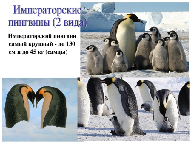  Императорский пингвин самый крупный - до 130 см и до 45 кг (самцы) 