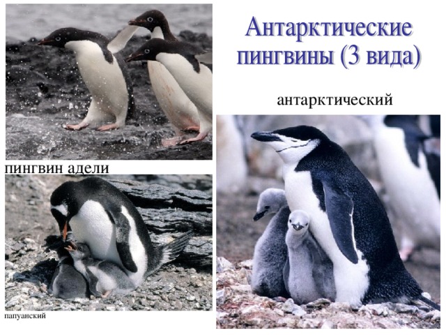 антарктический пингвин адели папуанский   