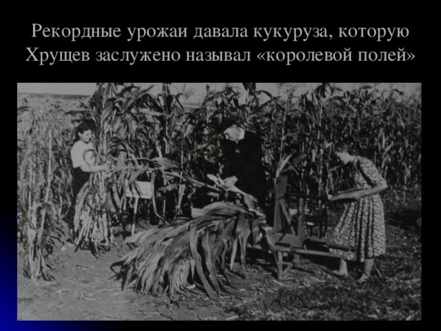 Рекордные урожаи давала кукуруза, которую Хрущев заслужено называл «королевой полей» 