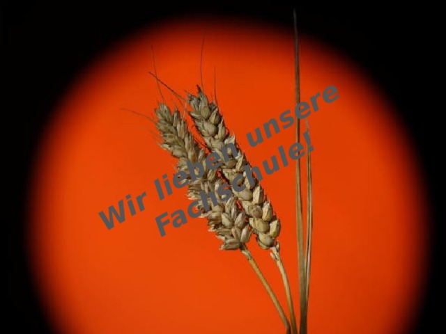 Wir lieben unsere Fachschule! 