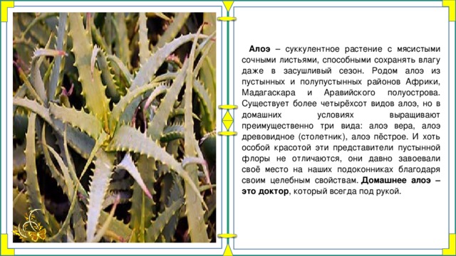 Алоэ – суккулентное растение с мясистыми сочными листьями, способными сохранять влагу даже в засушливый сезон. Родом алоэ из пустынных и полупустынных районов Африки, Мадагаскара и Аравийского полуострова. Существует более четырёхсот видов алоэ, но в домашних условиях выращивают преимущественно три вида: алоэ вера, алоэ древовидное (столетник), алоэ пёстрое. И хоть особой красотой эти представители пустынной флоры не отличаются, они давно завоевали своё место на наших подоконниках благодаря своим целебным свойствам.  Домашнее алоэ – это доктор , который всегда под рукой. 