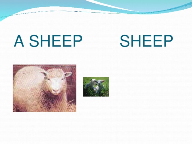A SHEEP SHEEP 