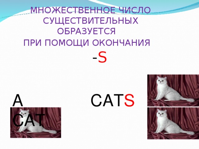  МНОЖЕСТВЕННОЕ ЧИСЛО  СУЩЕСТВИТЕЛЬНЫХ  ОБРАЗУЕТСЯ  ПРИ ПОМОЩИ ОКОНЧАНИЯ     - S A CAT CAT S 
