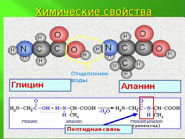 Химические свойства белков 4. Гидролиз -  разрушение первичной структуры в кислом или щелочном растворе с образованием аминокислот.