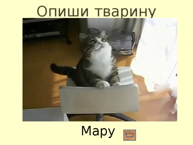 Опиши тварину  Мару 