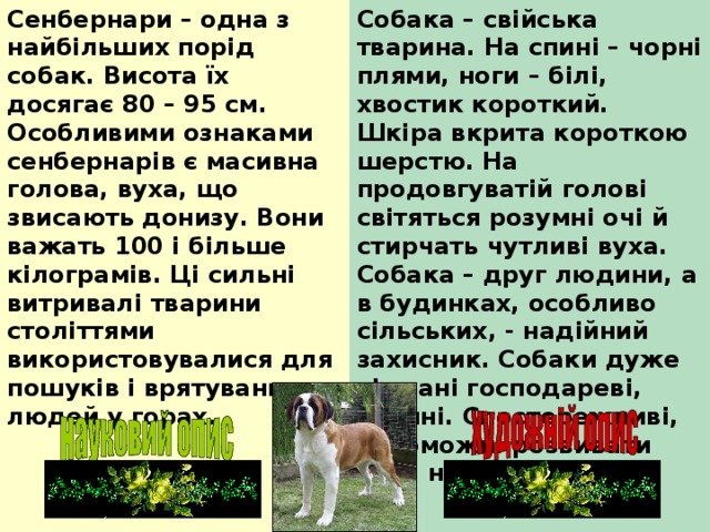 Сенбернари – одна з найбільших порід собак. Висота їх досягає 80 – 95 см. Особливими ознаками сенбернарів є масивна голова, вуха, що звисають донизу. Вони важать 100 і більше кілограмів. Ці сильні витривалі тварини століттями використовувалися для пошуків і врятування людей у горах. Собака – свійська тварина. На спині – чорні плями, ноги – білі, хвостик короткий. Шкіра вкрита короткою шерстю. На продовгуватій голові світяться розумні очі й стирчать чутливі вуха. Собака – друг людини, а в будинках, особливо сільських, - надійний захисник. Собаки дуже віддані господареві, охайні. Спостережливі, спроможні розвивати різні навички. 