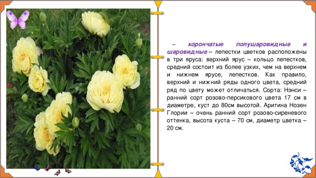 – корончатые полушаровидные и шаровидные  – лепестки цветков расположены в три яруса: верхний ярус – кольцо лепестков, средний состоит из более узких, чем на верхнем и нижнем ярусе, лепестков. Как правило, верхний и нижний ряды одного цвета, средний ряд по цвету может отличаться. Сорта: Нэнси – ранний сорт розово-персикового цвета 17 см в диаметре, куст до 80см высотой. Аритина Нозен Глории – очень ранний сорт розово-сиреневого оттенка, высота куста – 70 см, диаметр цветка – 20 см. 