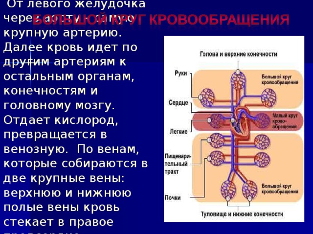 Презентация к уроку Кровообращение