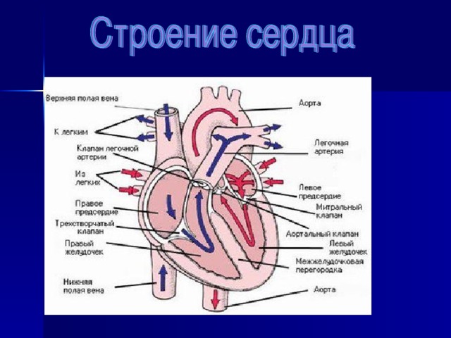 Строение сердца кровообращение. Кровообращение сердца. Схема кровообращения сердца. Гемодинамика сердца.