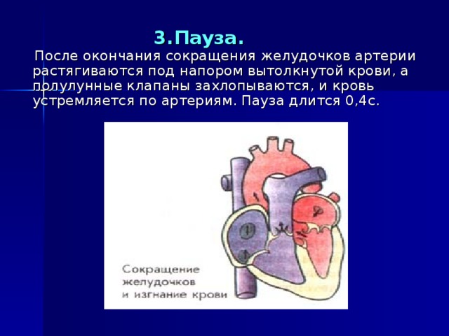 Сокращение желудочков. Сокращение желудочков пауза. Полулунные клапаны захлопываются. После сокращения желудочков наступает.