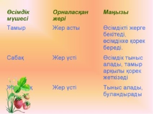 Өсімдіктерді қалай күту қажет жаратылыстану тех карта