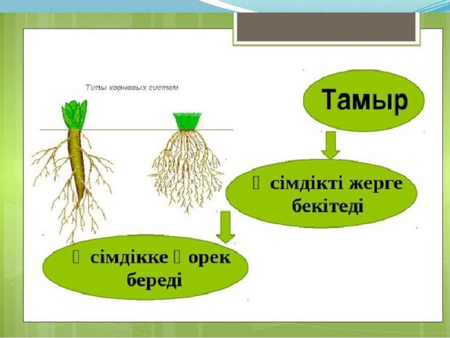 Өсімдіктерді қалай күту қажет жаратылыстану тех карта