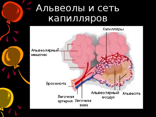 Альвеолы и сеть капилляров 