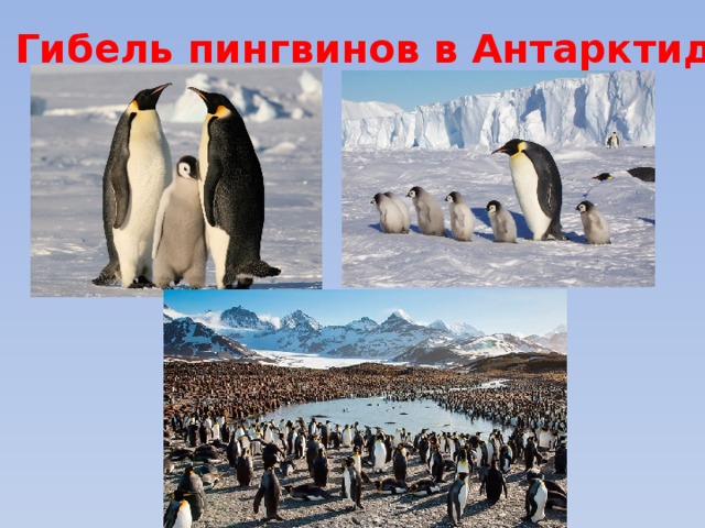 Гибель пингвинов в Антарктиде 