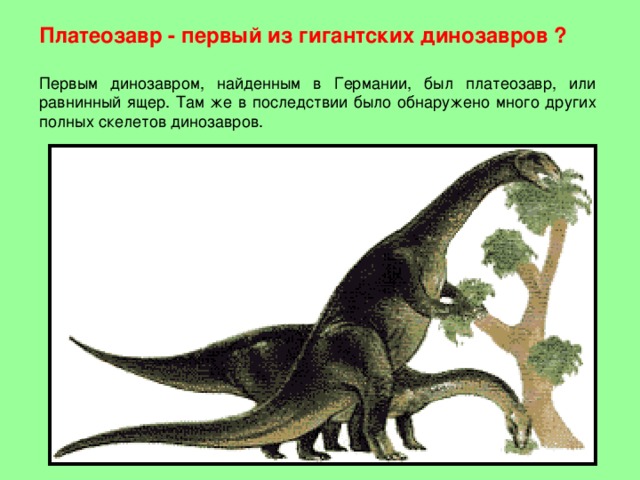 Платеозавр - первый из гигантских динозавров ?  Первым динозавром, найденным в Германии, был платеозавр, или равнинный ящер. Там же в последствии было обнаружено много других полных скелетов динозавров. 