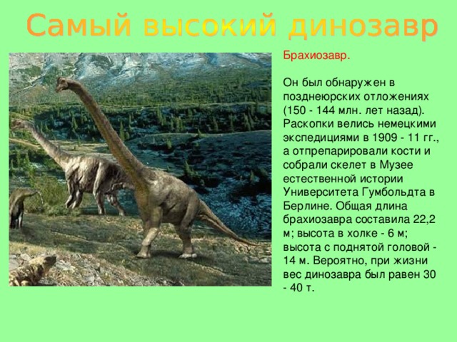 Брахиозавр. Он был обнаружен в позднеюрских отложениях (150 - 144 млн. лет назад). Раскопки велись немецкими экспедициями в 1909 - 11 гг., а отпрепарировали кости и собрали скелет в Музее естественной истории Университета Гумбольдта в Берлине. Общая длина брахиозавра составила 22,2 м; высота в холке - 6 м; высота с поднятой головой - 14 м. Вероятно, при жизни вес динозавра был равен 30 - 40 т. 