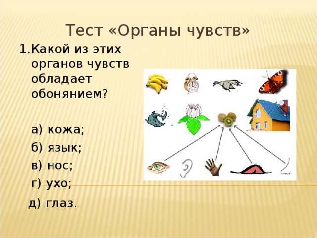 Органы чувств 3 класс