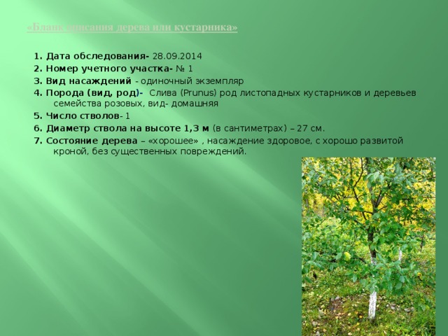 План описания дерева. Школьный Дендрарий проект. Плата дерево описание. Описание о дереве по русскому языку.