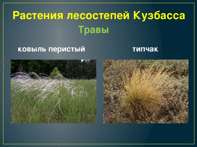 Растения лесостепей Кузбасса Травы ковыль перистый типчак 