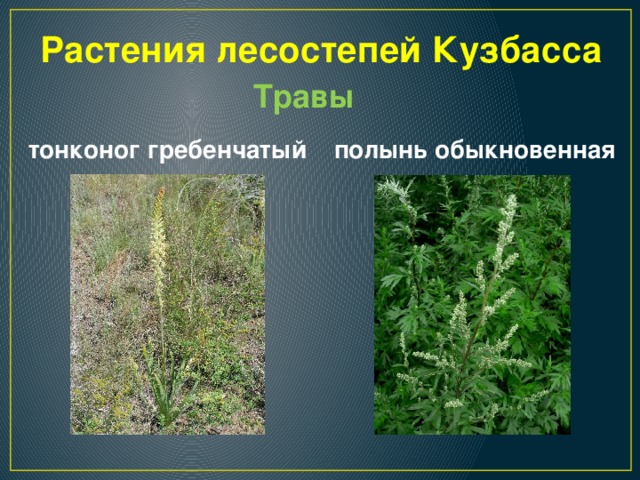 Растения лесостепей Кузбасса Травы тонконог гребенчатый полынь обыкновенная 